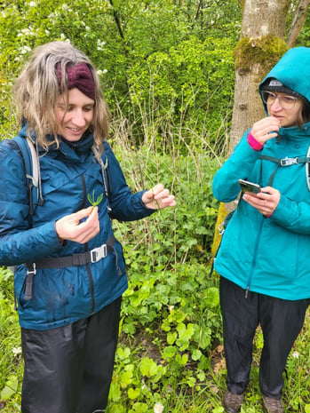 Heermoes als leg op wildplukwandeling Utrecht