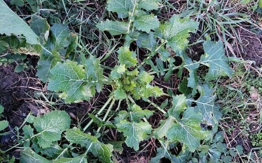 Sareptamosterd Brassica Juncea wildplukken in januari en de winter