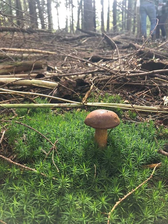 Wilde paddenstoelen plukken kastanjeboleet klein