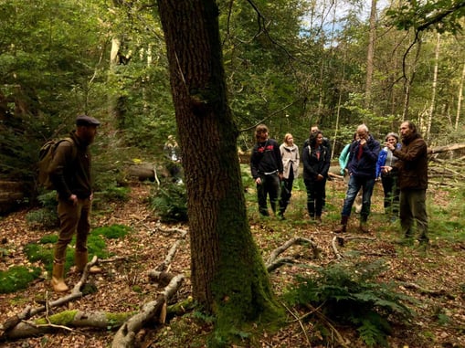 wildplukken in het bos voor paddenstoelen klein