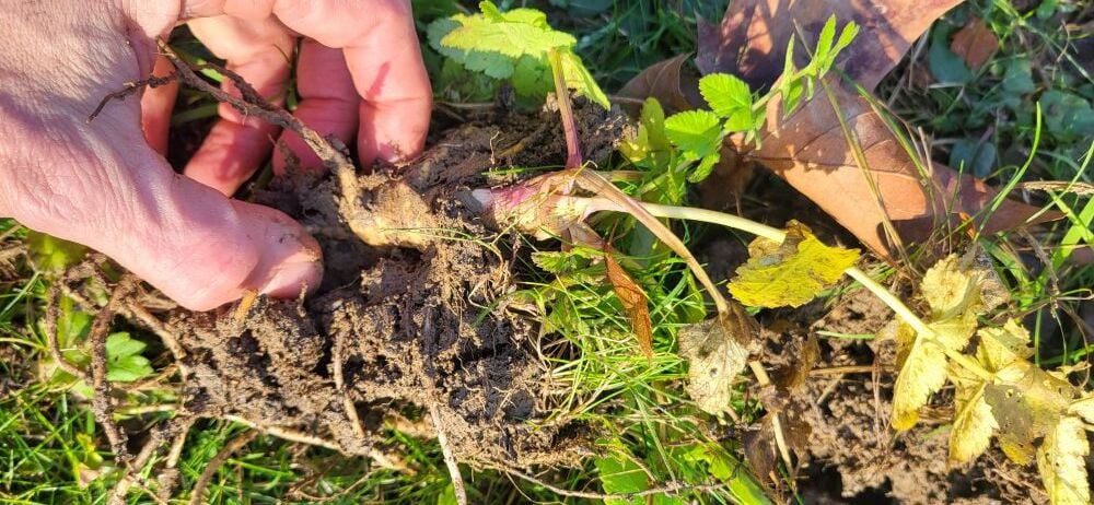 wortel van de pastinaak wildplukken in de wintermaand januari